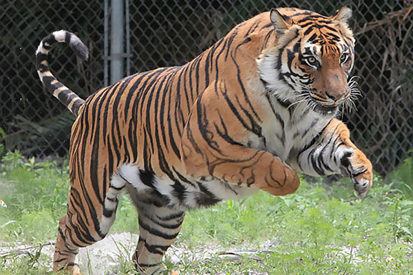 tony the tiger at Big Cat Habitat and Gulf Coast Sanctuary