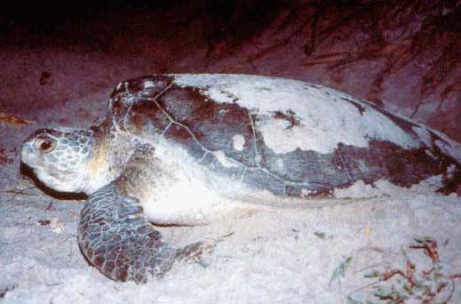 loggerhead on sand