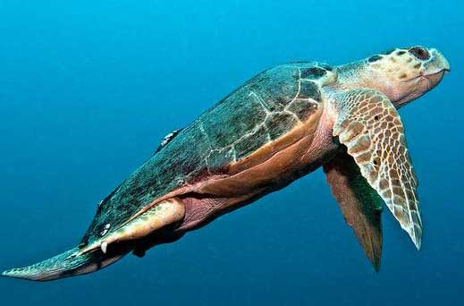 loggerhead turtle