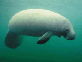 Manatee