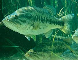 Largemouth Bass