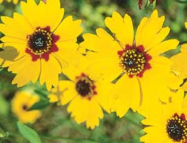 Coreopsis