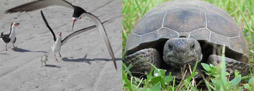 shore birds, gopher tortoise