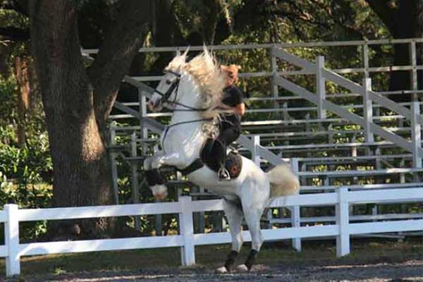 Trained Lipizzan Stallion performing