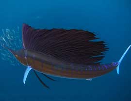 Sailfish