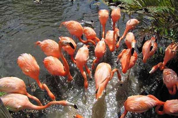 flamingos at sarasota jungle garden